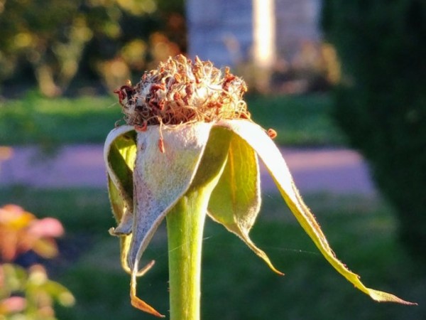 The Dandy Lion (Friday&nbsp;Fictioneers)